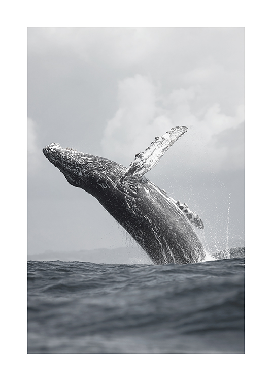 Whale Jump Plakat