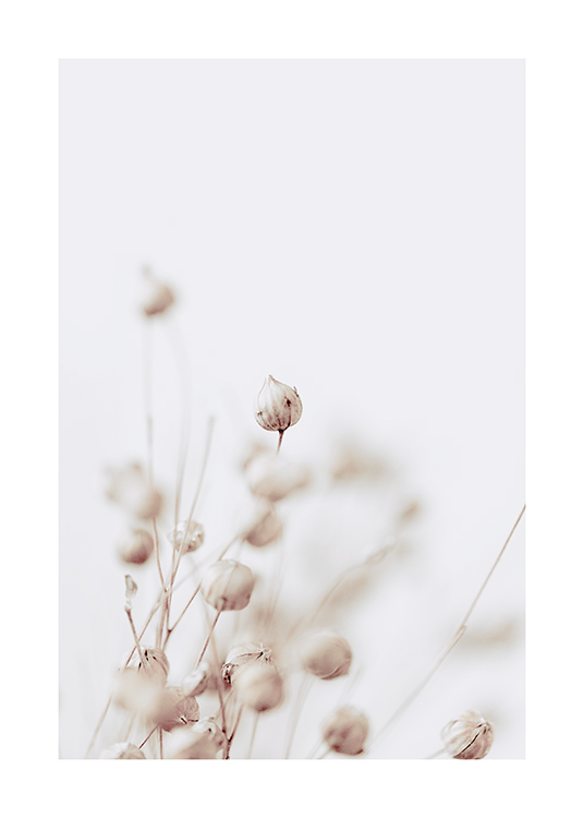  – Fotografi med nærbillede af tørrede blomsterknopper i beige på en lysegrå baggrund