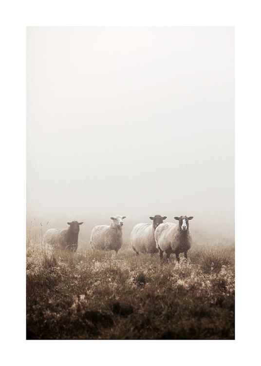  – Fotografi af får, der står sammen på en græsmark indhyllet i tåge