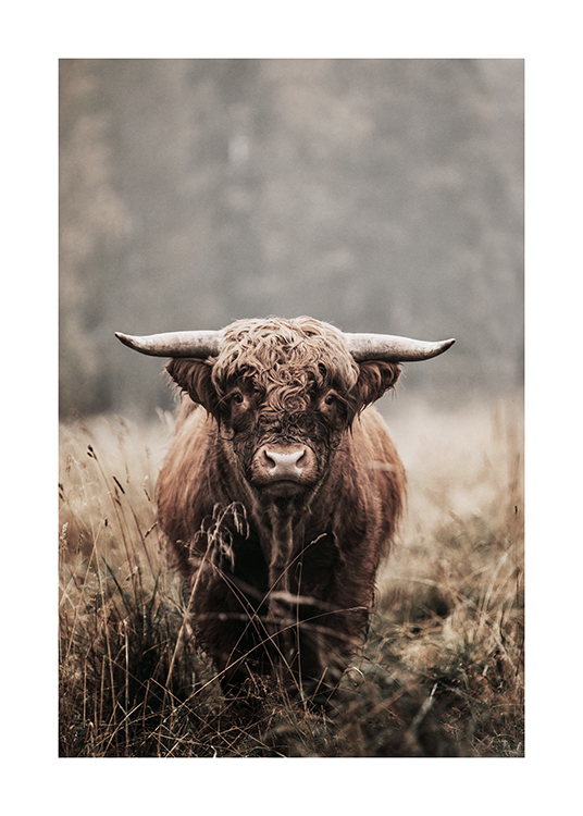  – Fotografi af en brun ko af racen højlandskvæg, der står og kigger fremad på en græsmark