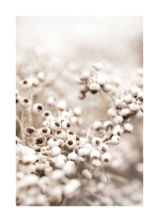  – Fotografi af en klynge af hvide blomsterknopper med en brun kerne