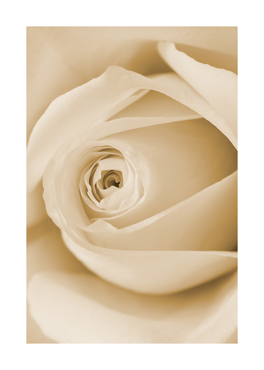  – Fotografi med nærbillede af de midterste kronblade i en gul rose