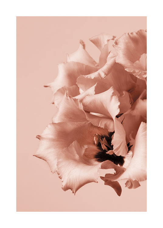  – Fotografi af en klynge lyserøde blomster med en mørk midte og rynkede kronblade på en lyserød baggrund