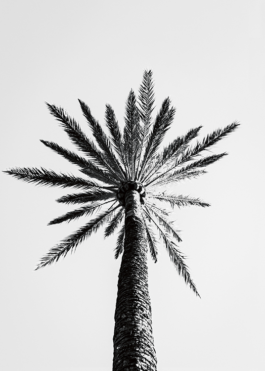  – Sort-hvidt fotografi af en høj palme set nedefra