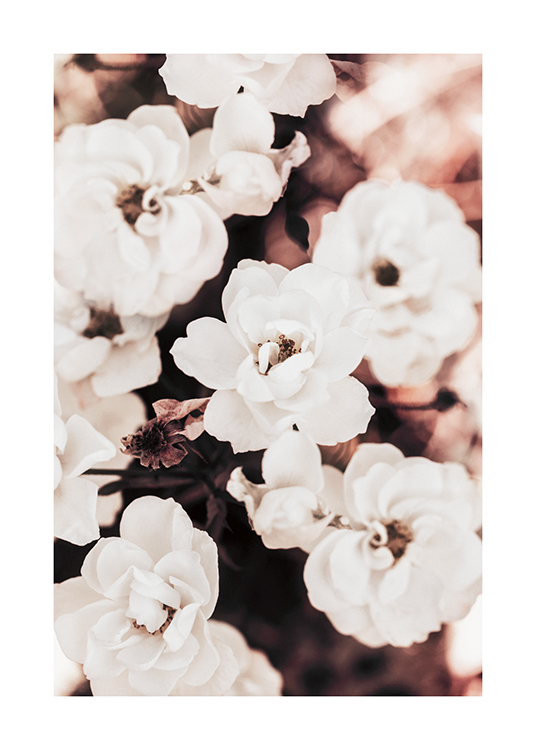  – Fotografi af klaseblomstrende roser i hvidt mod en sløret baggrund