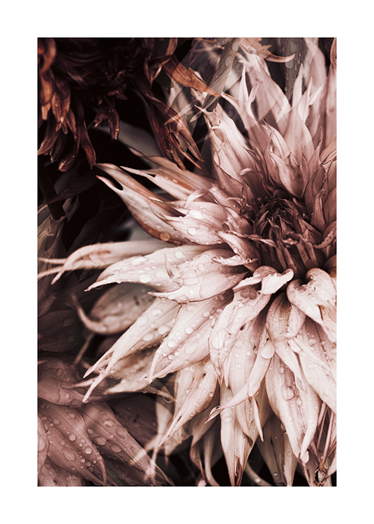  – Fotografi af en kaktusdahlia i lyserød med vanddråber på kronbladene