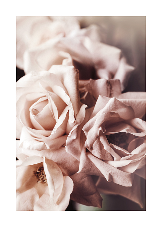  – Fotografi med nærbillede af et par lyserøde roser