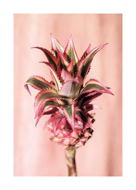  – Fotografi af en ananasblomst på en lyserød baggrund