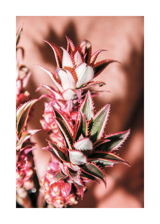  – Fotografi af ananasblomster på en lyserød baggrund