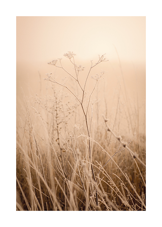  – Fotografi af en tågeindhyllet græseng med tørre blomster