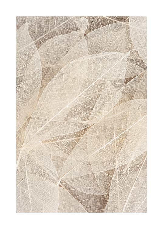  – Fotografi med nærbillede af gennemsigtige blade, hvor kun bladribberne er synlige, i lys beige