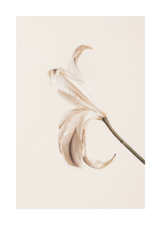  – Fotografi af en lilje med lyse kronblade mod en baggrund i lys beige