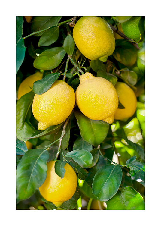  – Fotografi af gule citroner og grønne blade