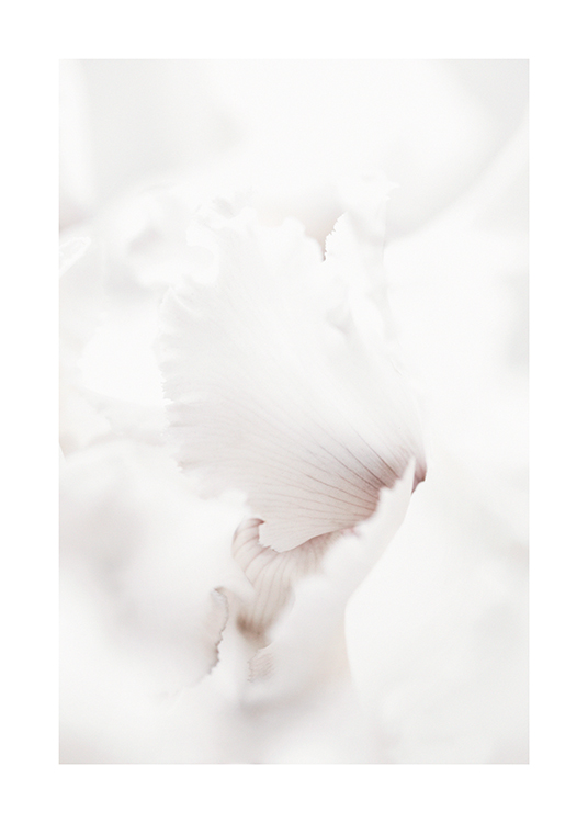  – Fotografi med nærbillede af de hvide kronblade på en blomst med mørke striber i midten