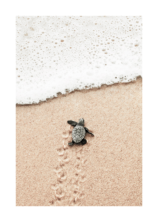  – Fotografi af en lille skildpaddeunge, der styrer mod havet, på en strand