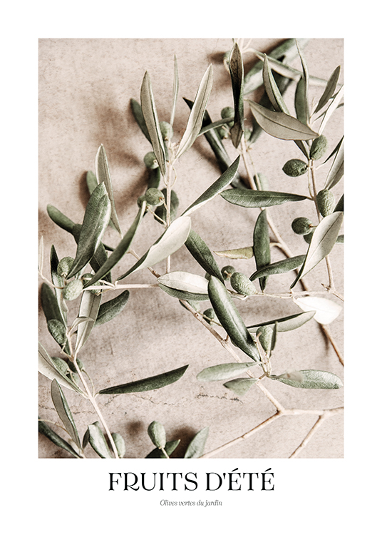  – Fotografi af grønne oliven på olivengrene mod en stenbaggrund i beige