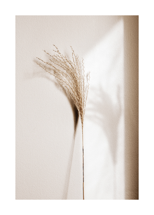  – Fotografi af et siv i beige og dets skygge mod en lys væg