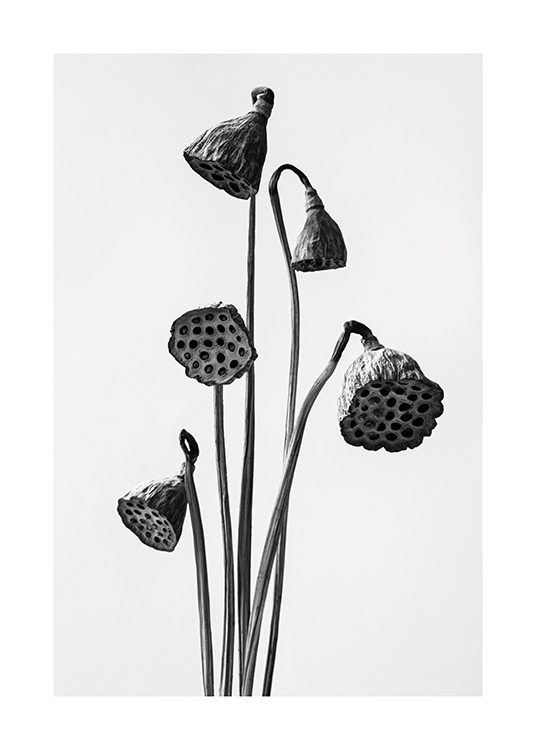  – Sort-hvidt foto af nogle tørrede lotusblomster på en lysegrå baggrund