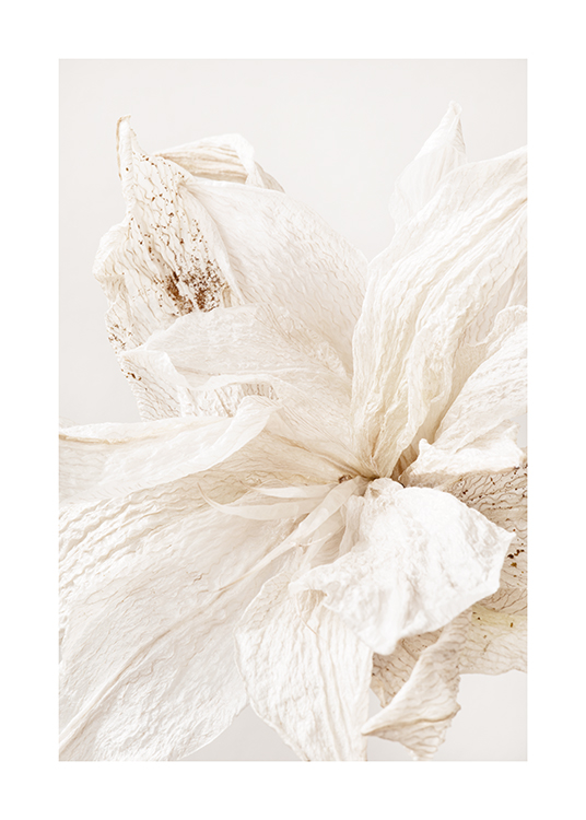  – Fotografi med nærbillede af en lys, rynket blomst med beige prikker på blomsterbladene