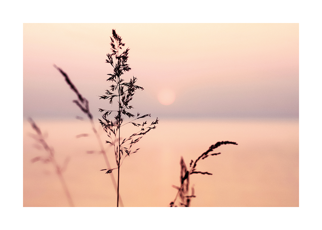  – Fotografi af en lilla og lyserød solnedgang med græs i forgrunden