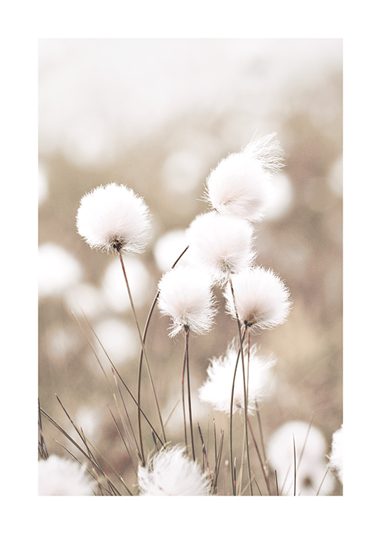  – Fotografi af kæruld med hvide blomster mod en sløret, beige baggrund