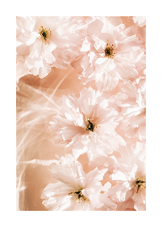  – Fotografi af blomster med kronblade i sart lyserød, der flyder i vand