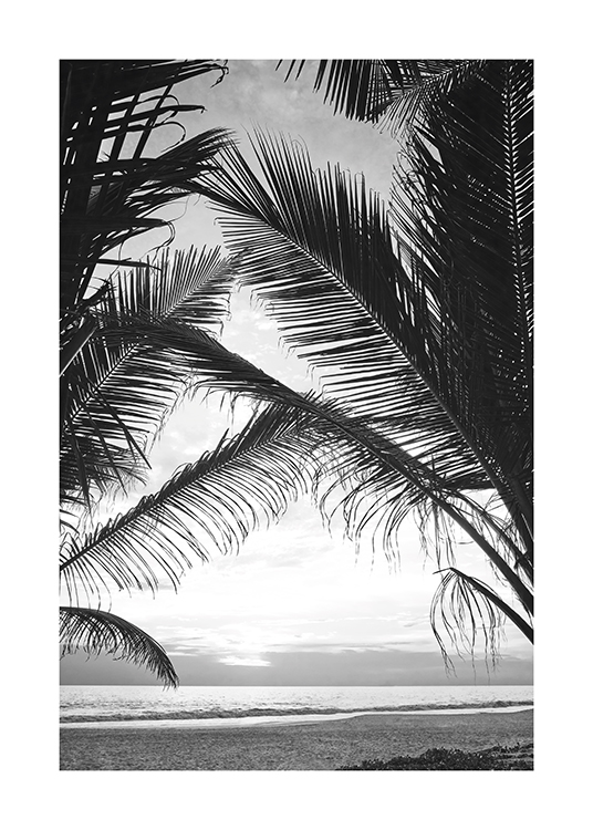  – Sort-hvidt fotografi af palmeblade, hvor havet ses mellem dem