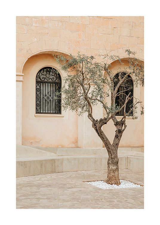  – Et billede af et oliventræ i en gade på Mallorca
