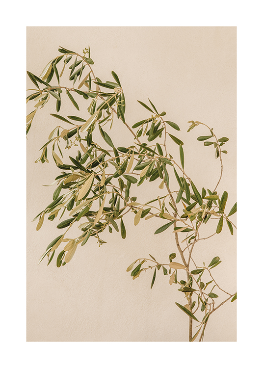  – Et billede af en gren fra et oliventræ med en beige baggrund