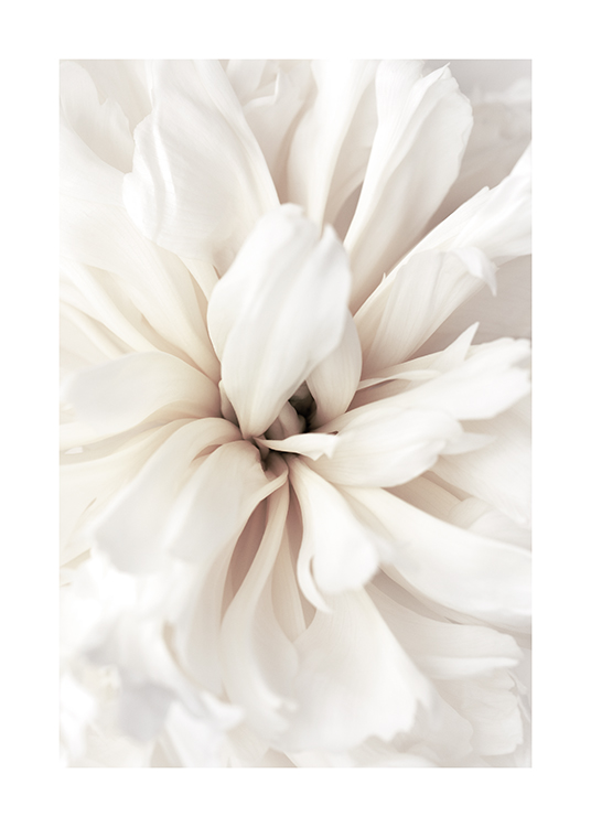  – Fotografi med nærbillede af en hvid blomst med hvide kronblade