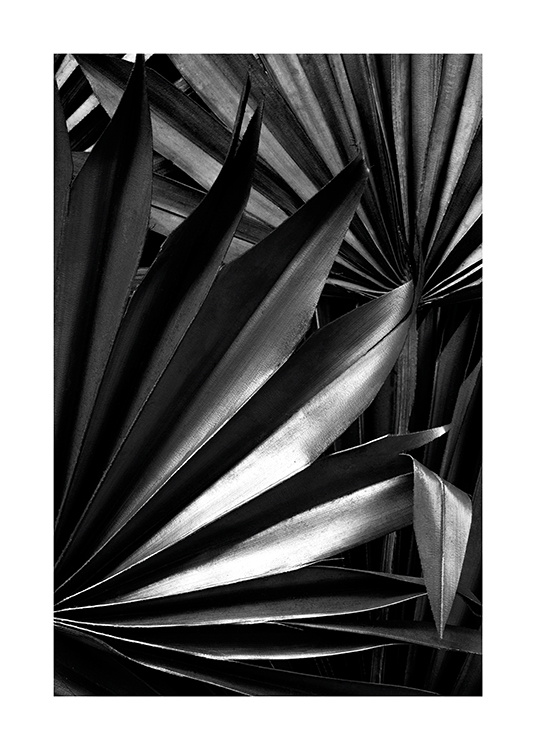  – Sort-hvidt fotografi af skinnende palmeblade med folder