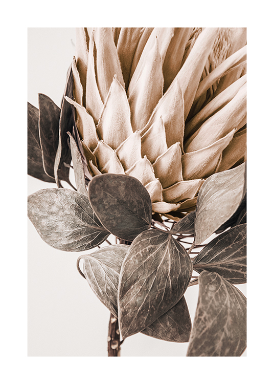  – Fotografi med nærbillede af en beige protea med blade i grågrønt mod en lys baggrund