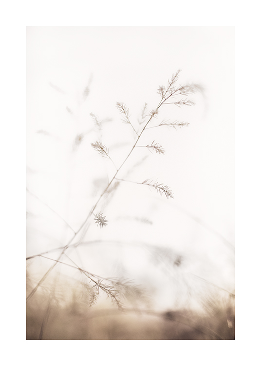 – Fotografi af beige tørt græs mod en sløret, beige baggrund
