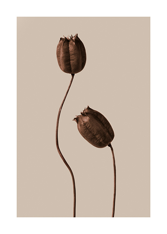 – To tørrede blomster med forskellige højder i brunt mod en brun/beige baggrund