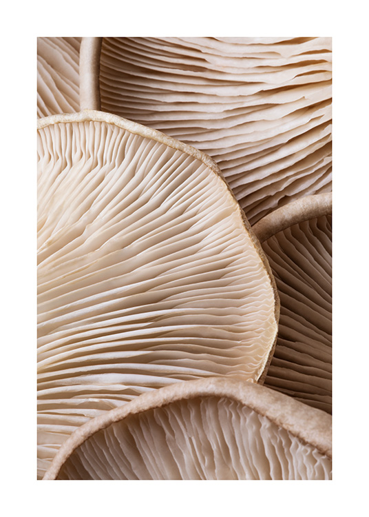 – Nærbillede af brune svampes underside