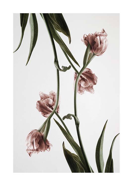 Pink Tulipe No2 Plakat