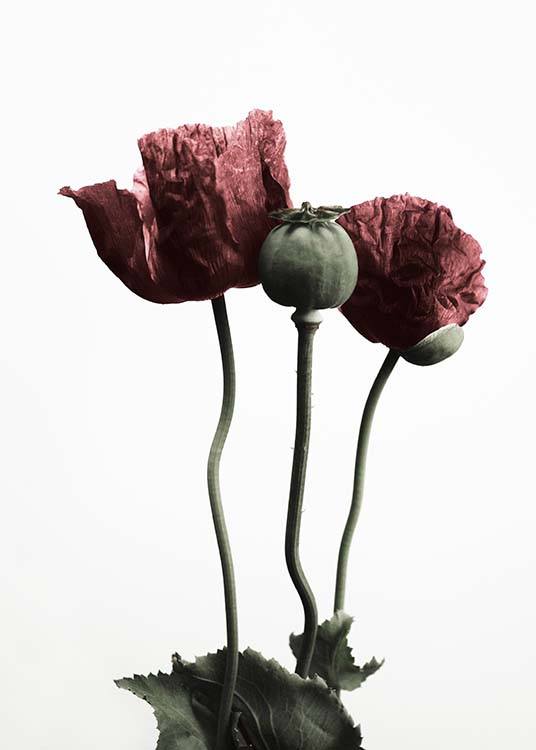 Red Poppy Flower Plakat / Botanik hos Desenio AB (2122)