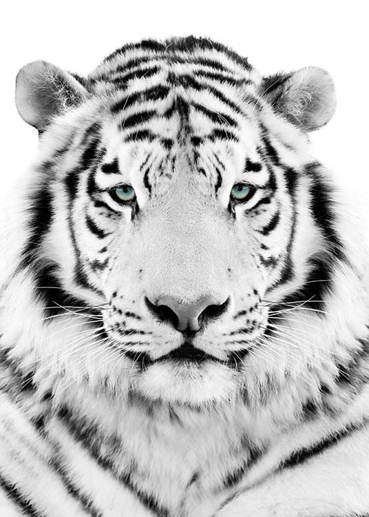 White Tiger Plakat