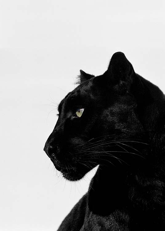 Black Panther Plakat / Fotokunst hos Desenio AB (2273)