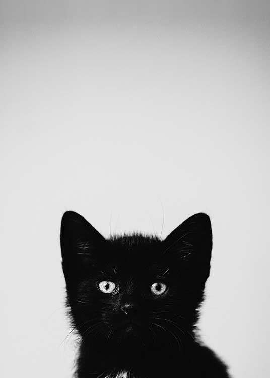 Black Kitten Plakat