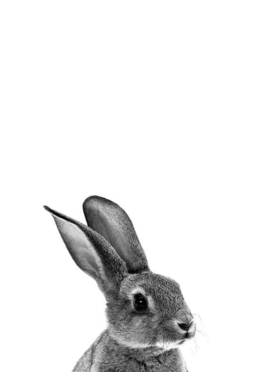Grey Bunny Plakat