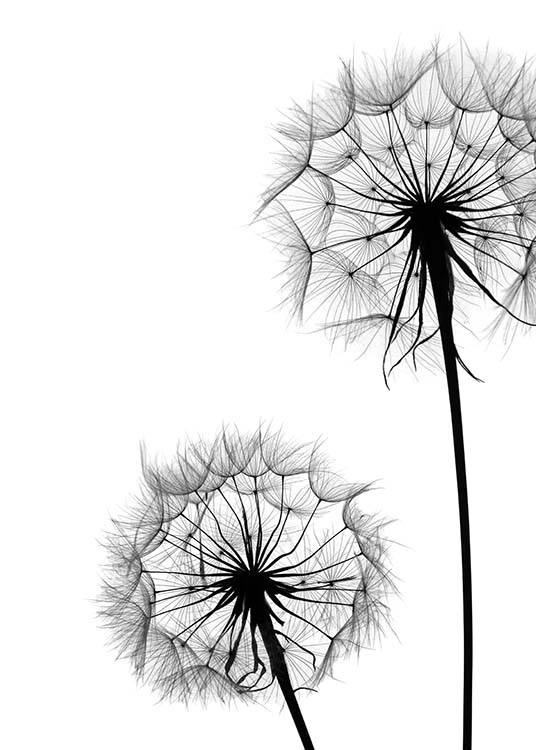 Dandelion No1 Plakat