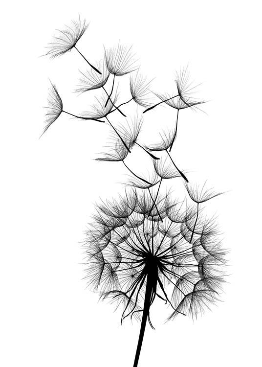 Dandelion No2 Plakat