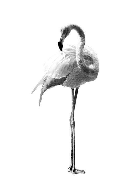 Flamingo Black And White Plakat
