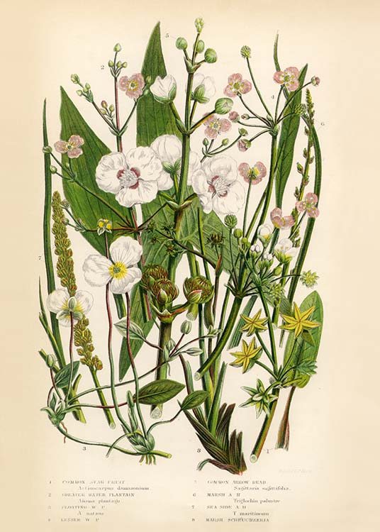 Vintage Flowers One Plakat