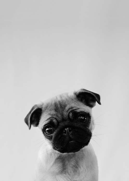 Pug Puppy Plakat