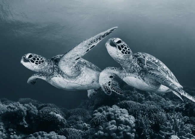 Turtle Love Plakat