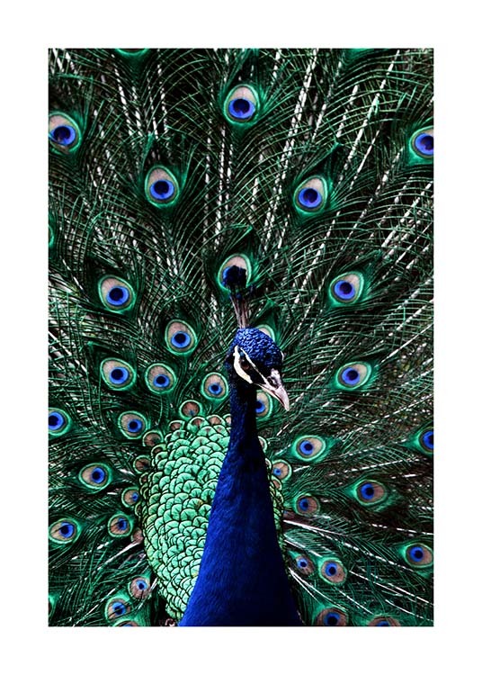 Peacock Plakat