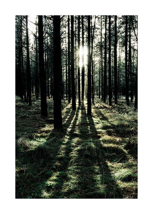  – Foto af en solrig skov med sollys, der skinner ind mellem træerne