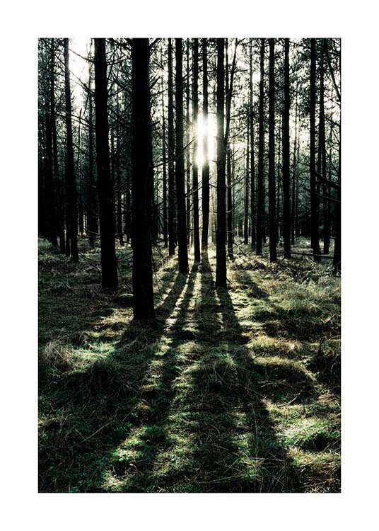 Sunlight In Forest Plakat